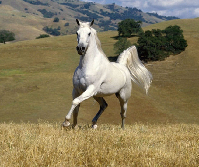 horsew