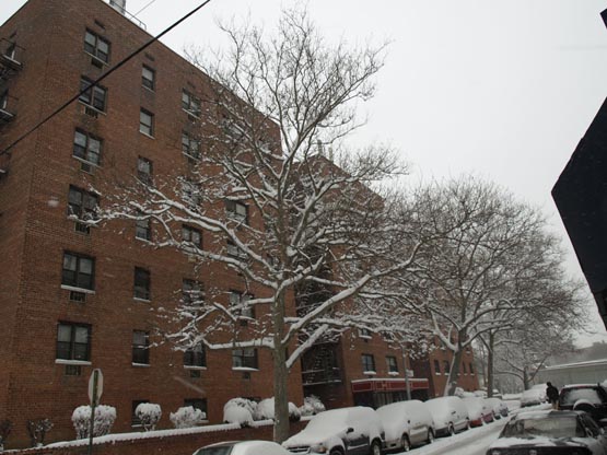 ivy snow3