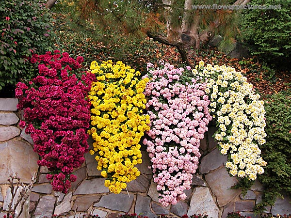 chrysanthemum4