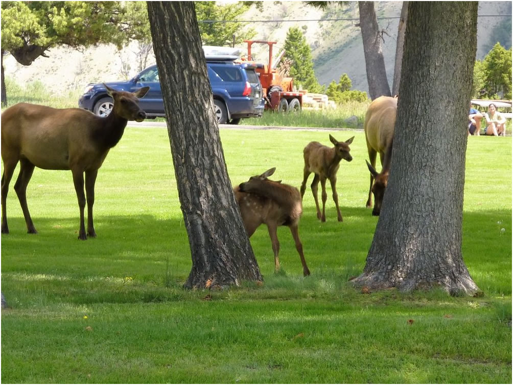 reindeers